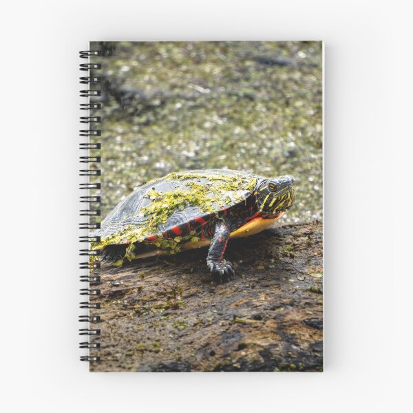 Item preview, Grumpy Turtle designed and sold by TinyDinoDesigns.