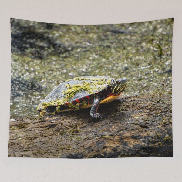 Item preview, Grumpy Turtle designed and sold by TinyDinoDesigns.