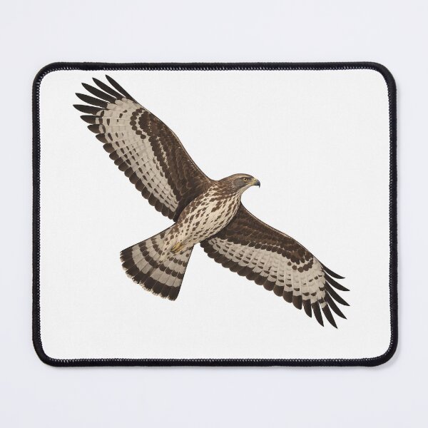 Item preview, Honey Buzzard designed and sold by jamesgerardking.
