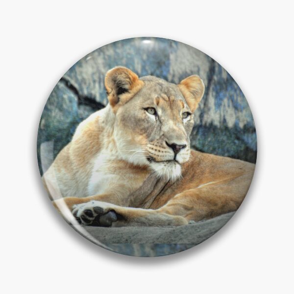 Item preview, Resting Lioness on Rock designed and sold by Savannah Gibbs.