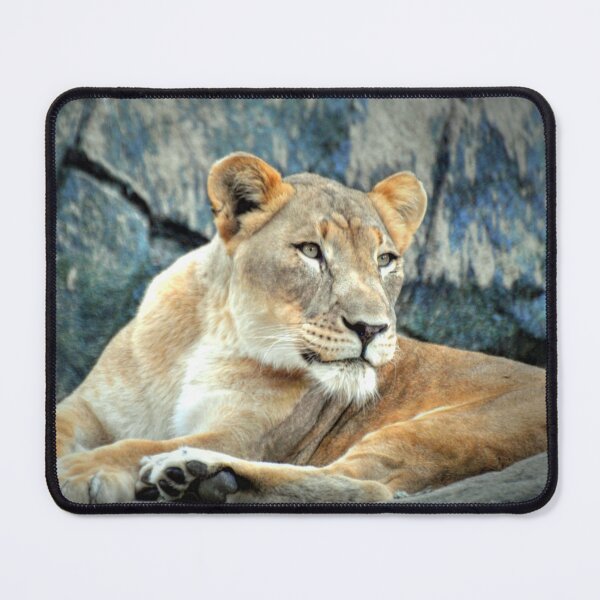 Item preview, Resting Lioness on Rock designed and sold by Savannah Gibbs.