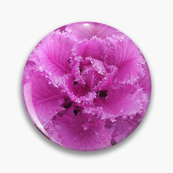 Item preview, beautiful lilac-pink flower, Ornamental Cabbage curly flower on a white background, close-up. designed and sold by ollgast5.
