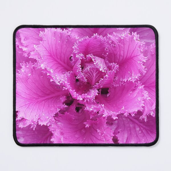 Item preview, beautiful lilac-pink flower, Ornamental Cabbage curly flower on a white background, close-up. designed and sold by ollgast5.