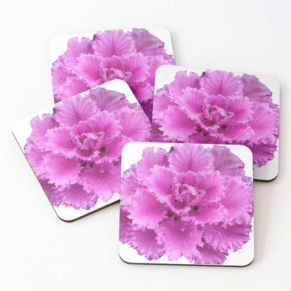 Item preview, beautiful lilac-pink flower, Ornamental Cabbage curly flower on a white background, close-up. designed and sold by ollgast5.
