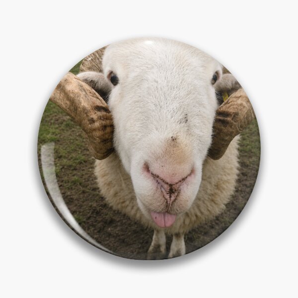 Item preview, Ewe Looking At Me? designed and sold by Astute-Artio-Photography.
