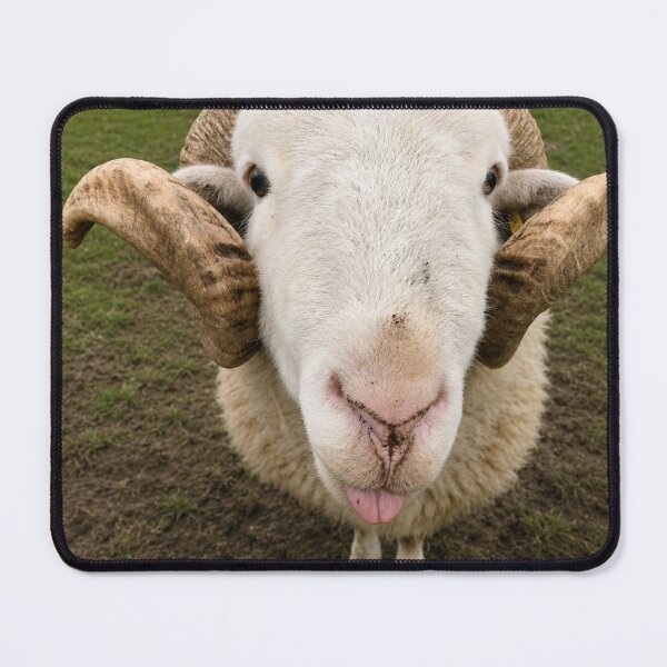 Item preview, Ewe Looking At Me? designed and sold by Astute-Artio-Photography.