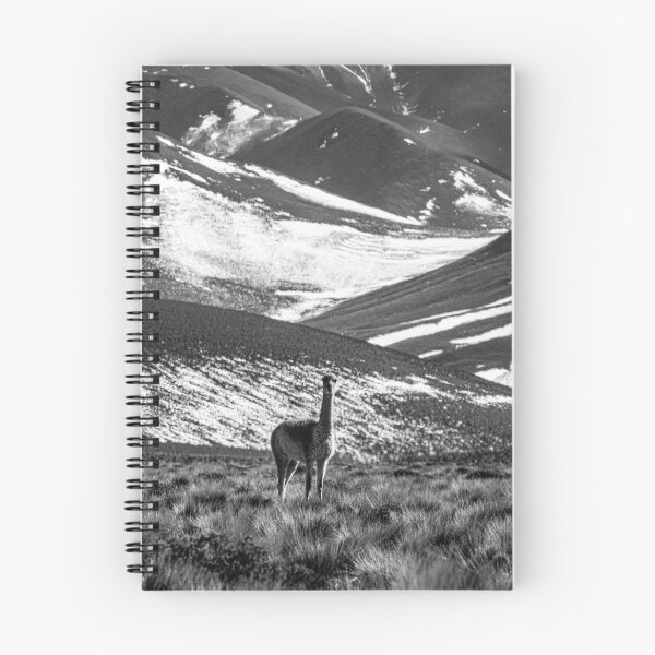 Item preview, solitary vicuña Puna Salta black and white designed and sold by Keltoi-art.