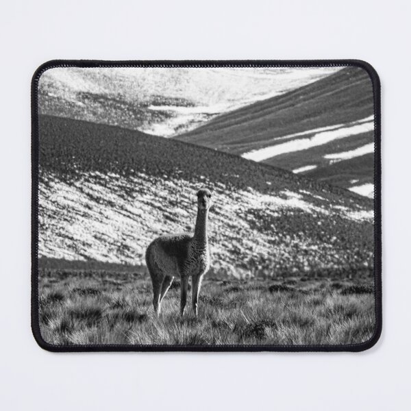 Item preview, solitary vicuña Puna Salta black and white designed and sold by Keltoi-art.