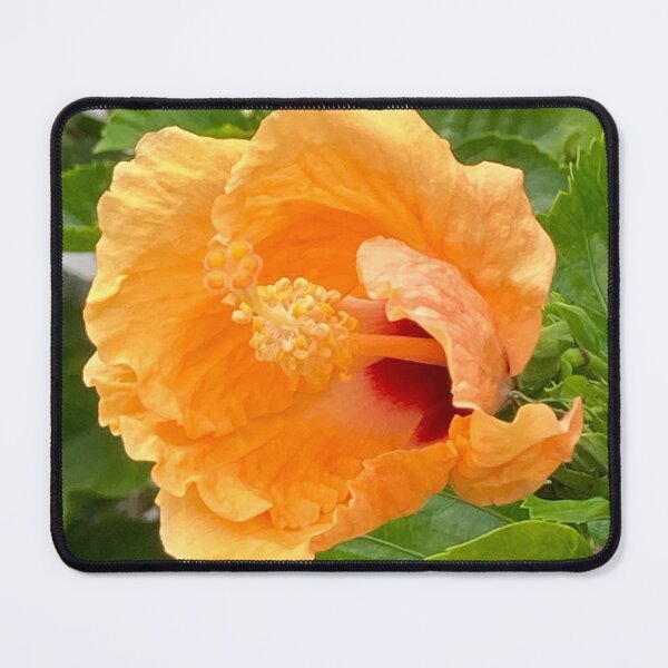 Item preview, Hibiscus opening in the morning designed and sold by Ben Waggoner.
