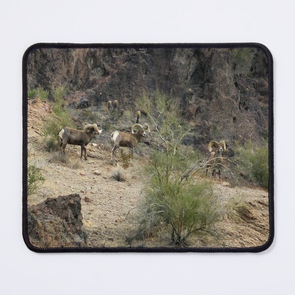Item preview, Big Horn Sheep designed and sold by CarolM.