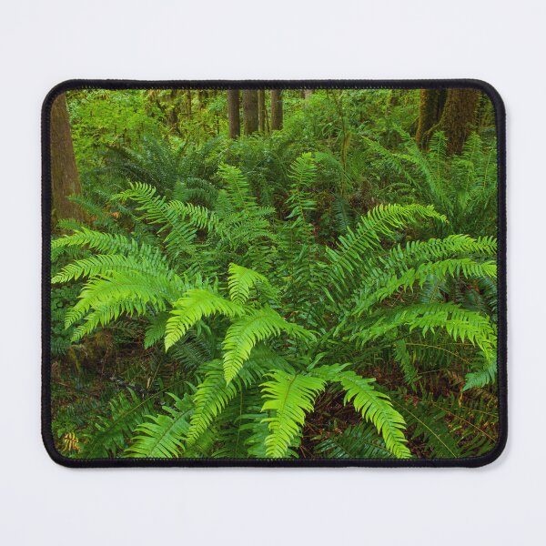 Item preview, Vibrant Sword Ferns in the Forest designed and sold by jklune.