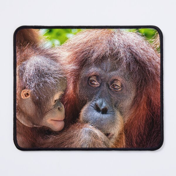 Item preview, Orang Utans 10 designed and sold by photograham.
