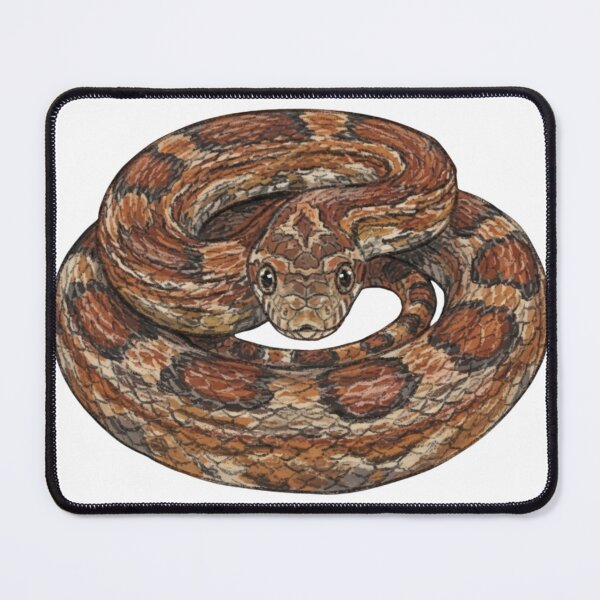 Item preview, Coiled Corn Snake Detailed Illustration designed and sold by Deilage.