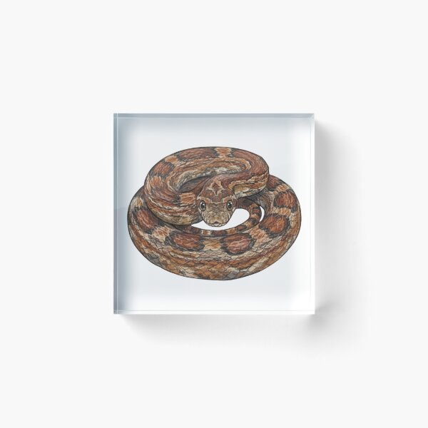 Item preview, Coiled Corn Snake Detailed Illustration designed and sold by Deilage.