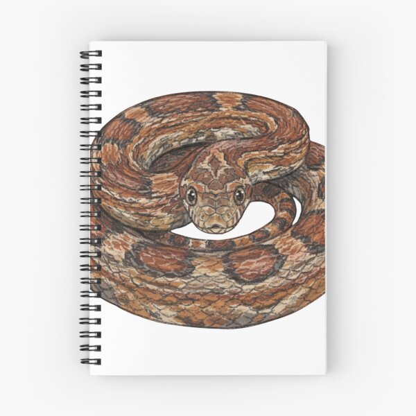 Item preview, Coiled Corn Snake Detailed Illustration designed and sold by Deilage.