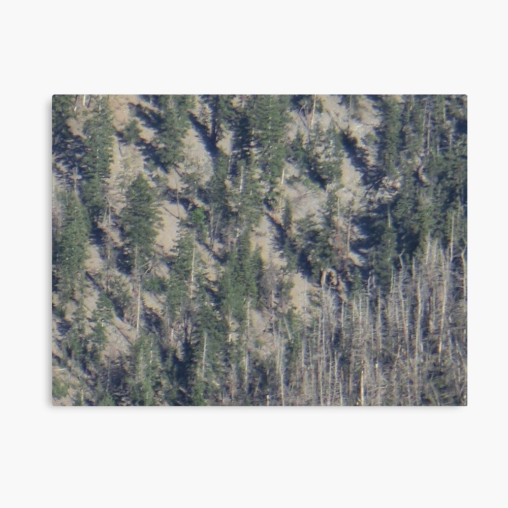 Frühlingsgebirgs-Waldlandschaft Leinwanddruck