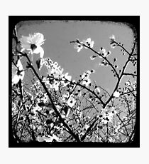Plum Blossoms Through The Viewfinder (TTV) Photographic Print