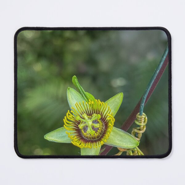 Item preview, Passiflora coriacea designed and sold by Photopat.