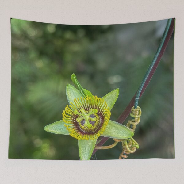 Item preview, Passiflora coriacea designed and sold by Photopat.