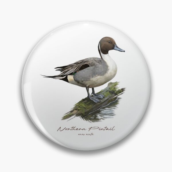 Item preview, Northern Pintail by the Water Bird Illustration designed and sold by Takeda-art.