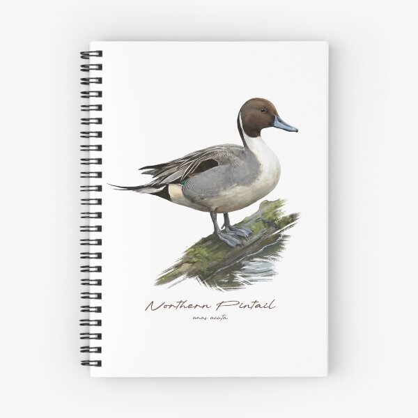 Item preview, Northern Pintail by the Water Bird Illustration designed and sold by Takeda-art.