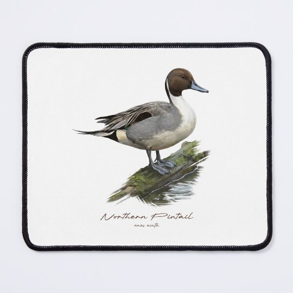 Item preview, Northern Pintail by the Water Bird Illustration designed and sold by Takeda-art.
