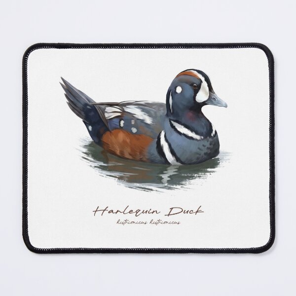 Item preview, Harlequin Duck in Calm Water Bird Illustration designed and sold by Takeda-art.