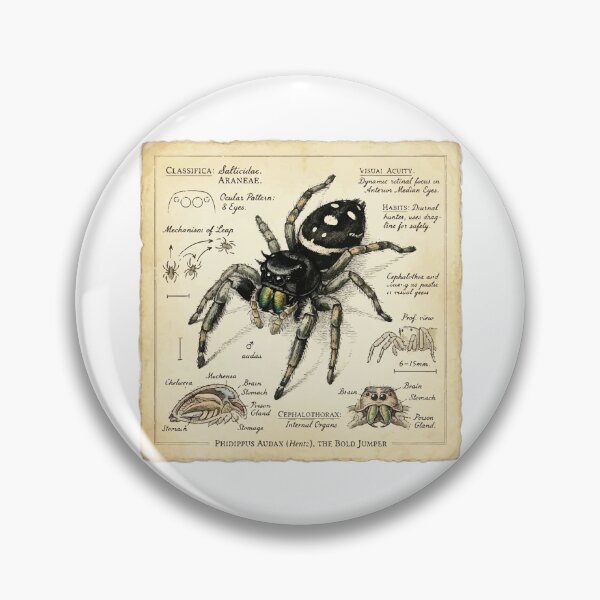 Item preview, Vintage Scientific Illustration Jumping Spider Naturalist designed and sold by Arc2020.