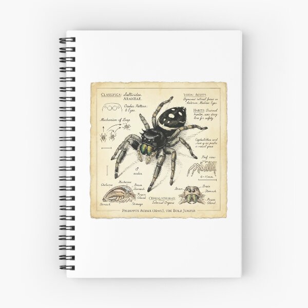 Item preview, Vintage Scientific Illustration Jumping Spider Naturalist designed and sold by Arc2020.