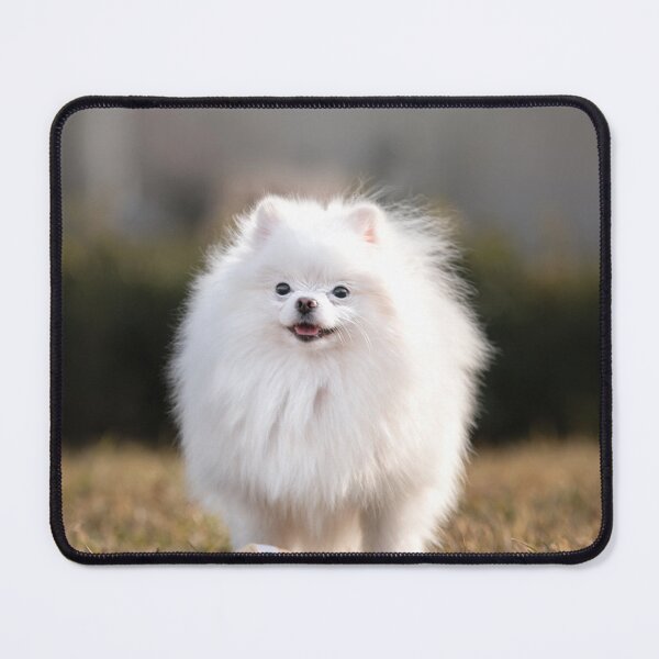 Item preview, Adorable White Pomeranian Dog Outdoor Portrait designed and sold by VanGaldo.