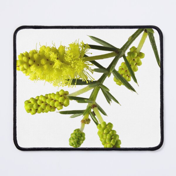 Item preview, Prickly Moses in winter bloom designed and sold by NanaRusty.