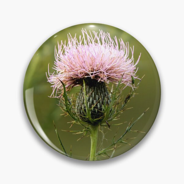 Item preview, Light purple bull thistle flower designed and sold by KRFNatureGifts.