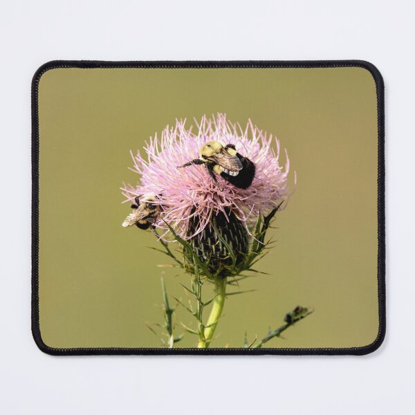 Item preview, Bumblebees on bull thistle flower designed and sold by KRFNatureGifts.