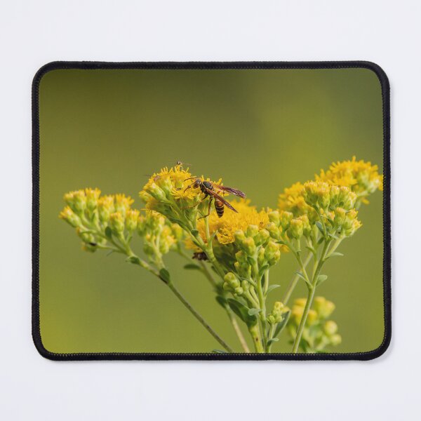 Item preview, Paper wasp on goldendrod flowers designed and sold by KRFNatureGifts.