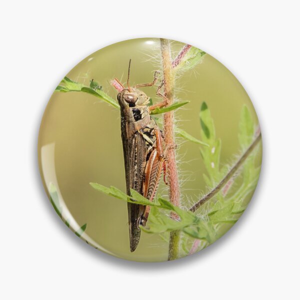 Item preview, Grasshopper on ragweed plant designed and sold by KRFNatureGifts.