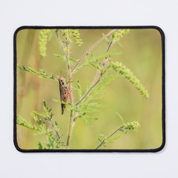 Item preview, Grasshopper on ragweed plant designed and sold by KRFNatureGifts.