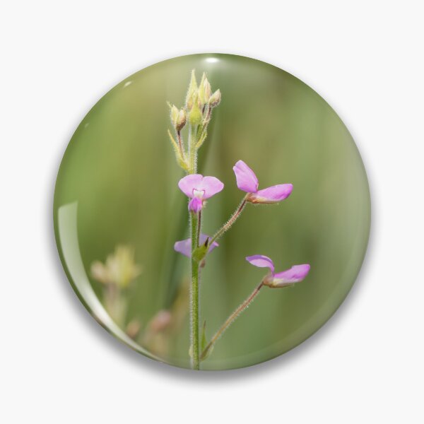 Item preview, Showy tick trefoil flowers blooming designed and sold by KRFNatureGifts.