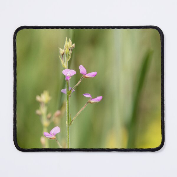 Item preview, Showy tick trefoil flowers blooming designed and sold by KRFNatureGifts.
