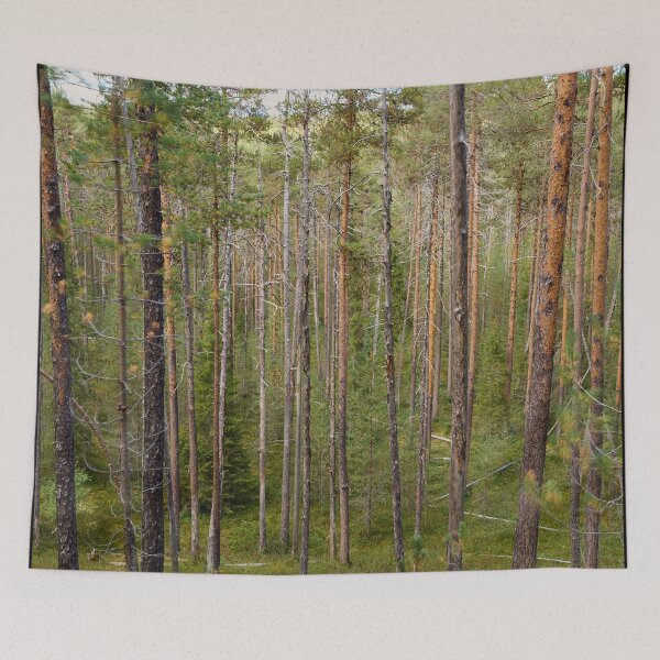 Item preview, Pines of Oulanka designed and sold by Jouko Lehto Photography.