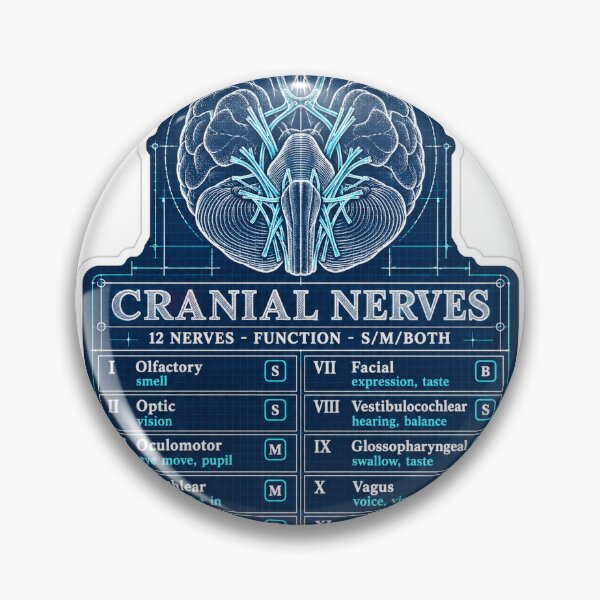 Item preview, Cranial Nerves Blueprint Study Aid Nursing Student Sticker designed and sold by isokinetic.