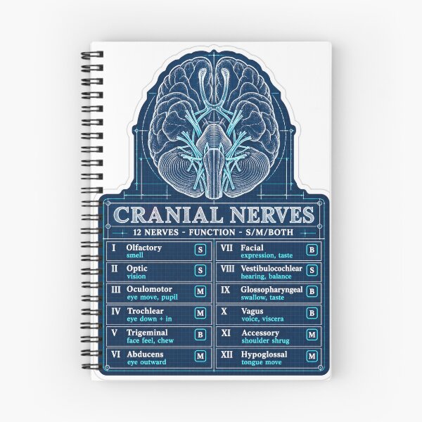 Item preview, Cranial Nerves Blueprint Study Aid Nursing Student Sticker designed and sold by isokinetic.