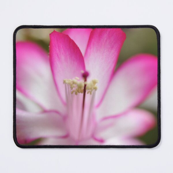 Item preview, Flowers Christmas cactus designed and sold by CEGuinn.