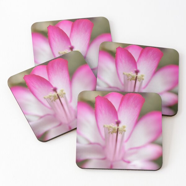 Item preview, Flowers Christmas cactus designed and sold by CEGuinn.