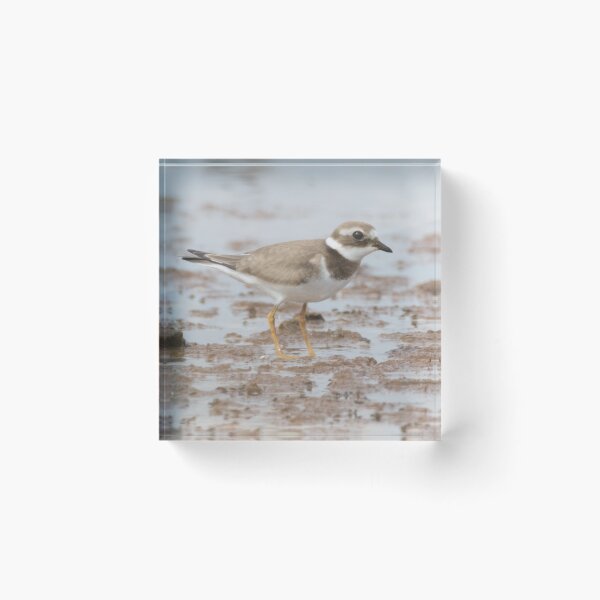 Item preview, Common Ringed Plover designed and sold by LaurenTucker.