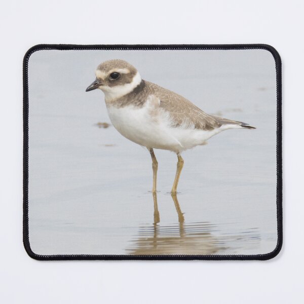Item preview, Common Ringed Plover designed and sold by LaurenTucker.