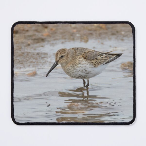 Item preview, Dunlin designed and sold by LaurenTucker.