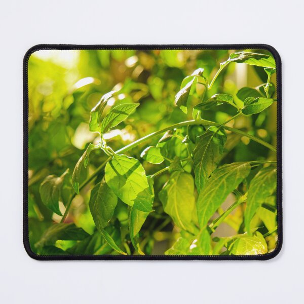 Item preview, Backlit Pepper Plant Leaves designed and sold by Rabee Khalil Photography.