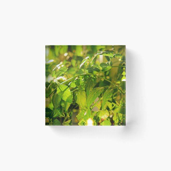 Item preview, Backlit Pepper Plant Leaves designed and sold by Rabee Khalil Photography.