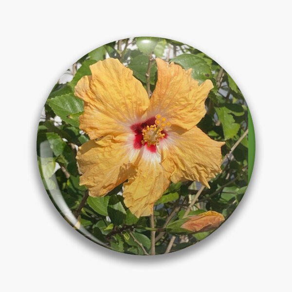 Item preview, Yellow hibiscus in full sun  designed and sold by Ben Waggoner.