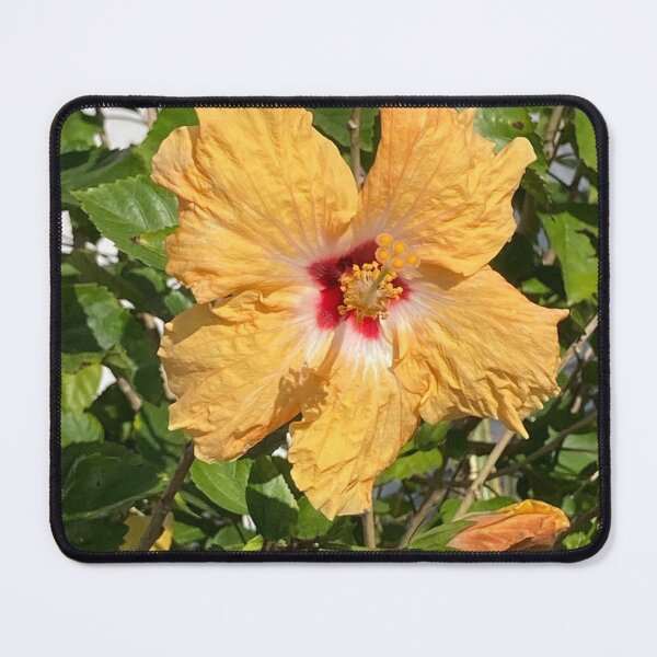 Item preview, Yellow hibiscus in full sun designed and sold by Ben Waggoner.